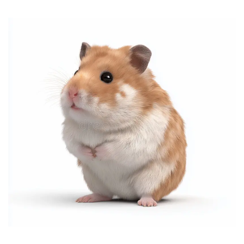 Small Pets