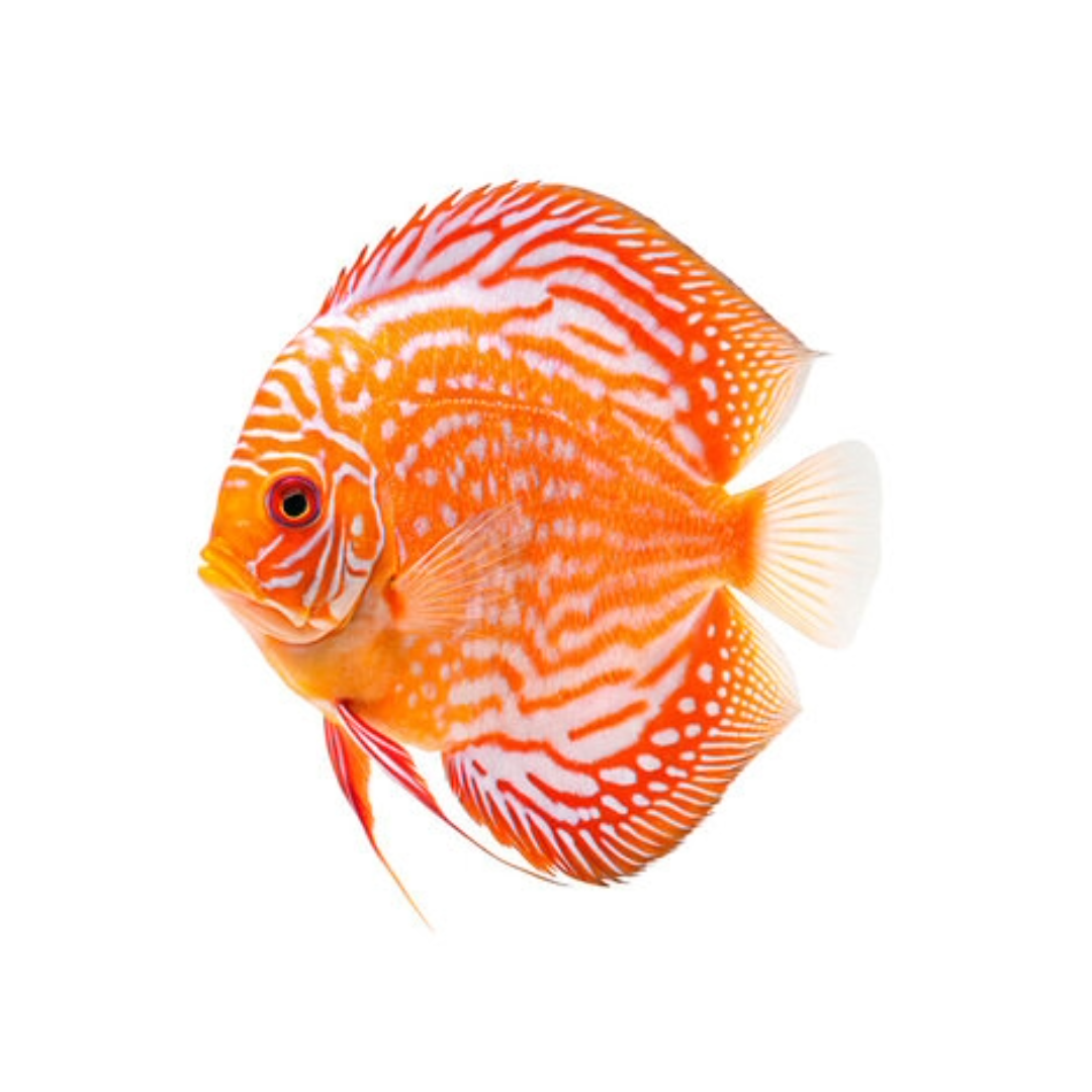 Live Fish