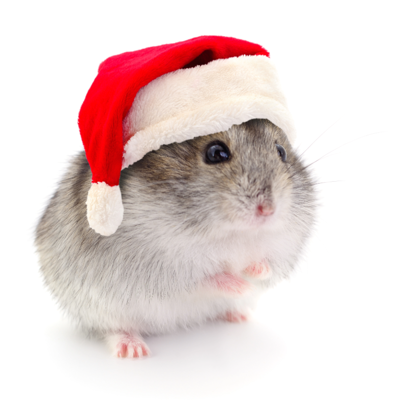 Hamster