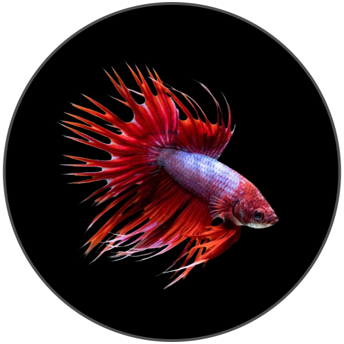 Small Fish
