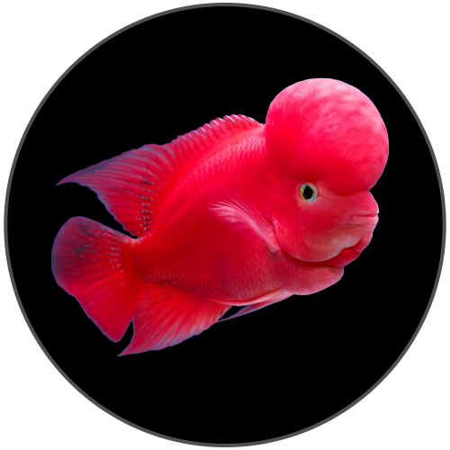 Monster Fish