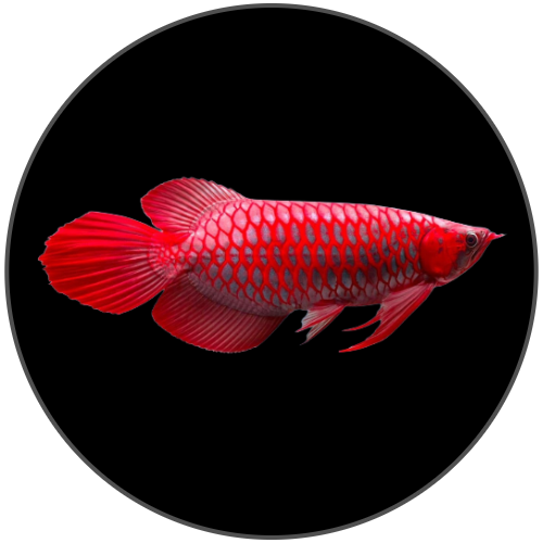 Arowana Fish