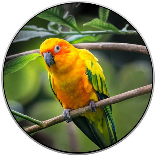 Conure