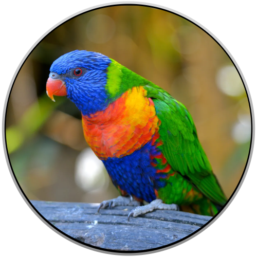 Parrot