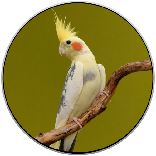 Cockatiel