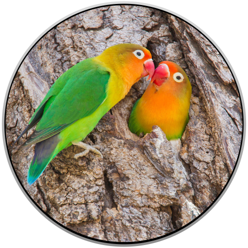 Lovebirds