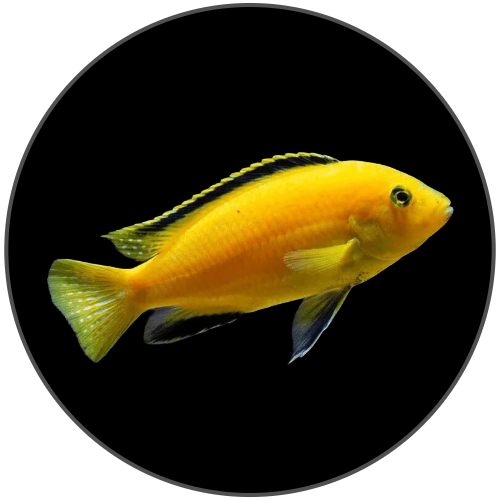 Cichlids Fish