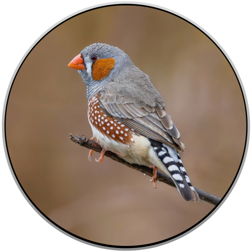 Finch