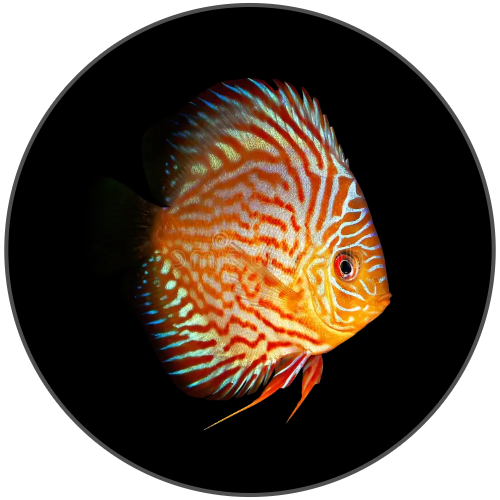 Discus Fish