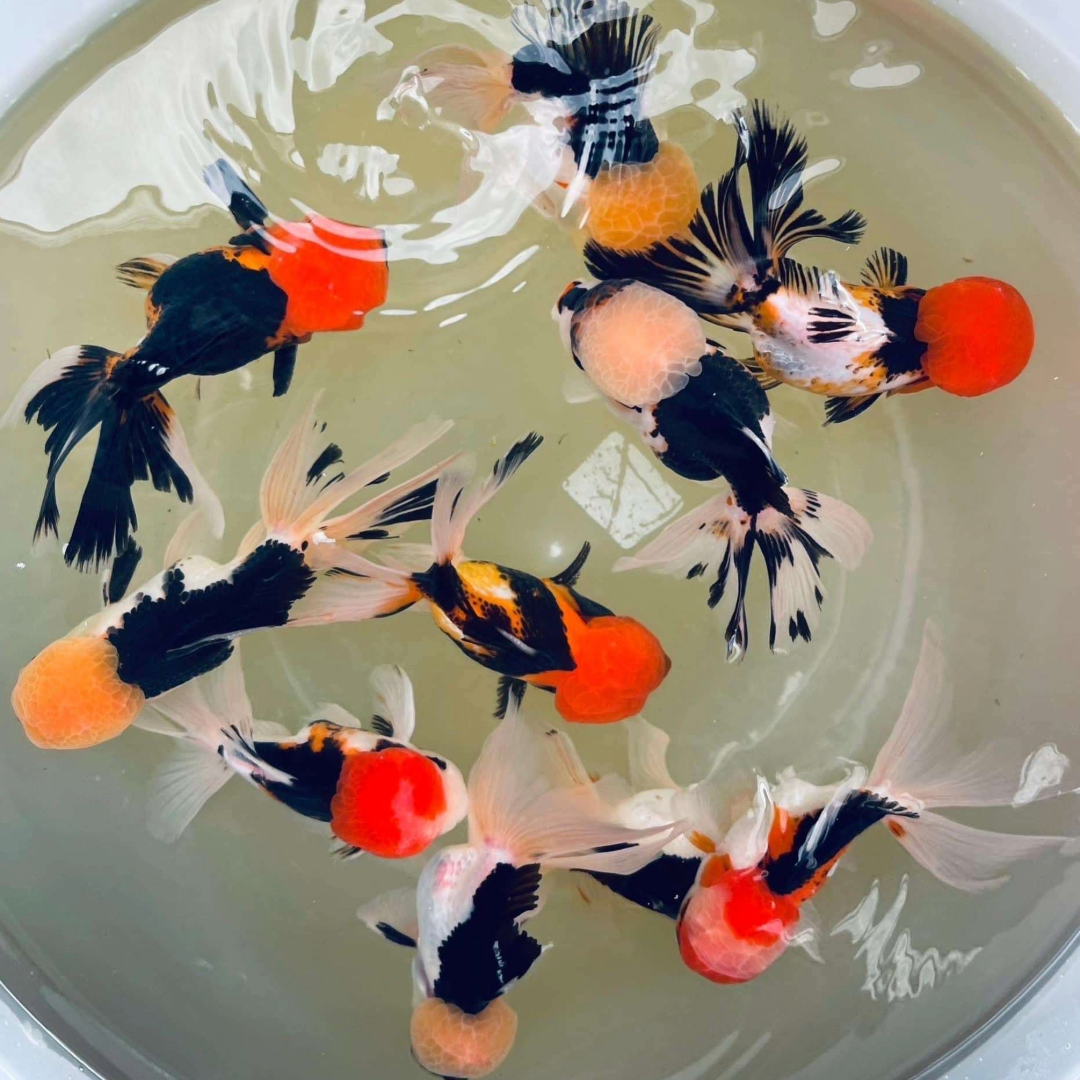 Goldfish