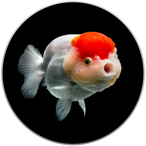 Goldfish Ranchu