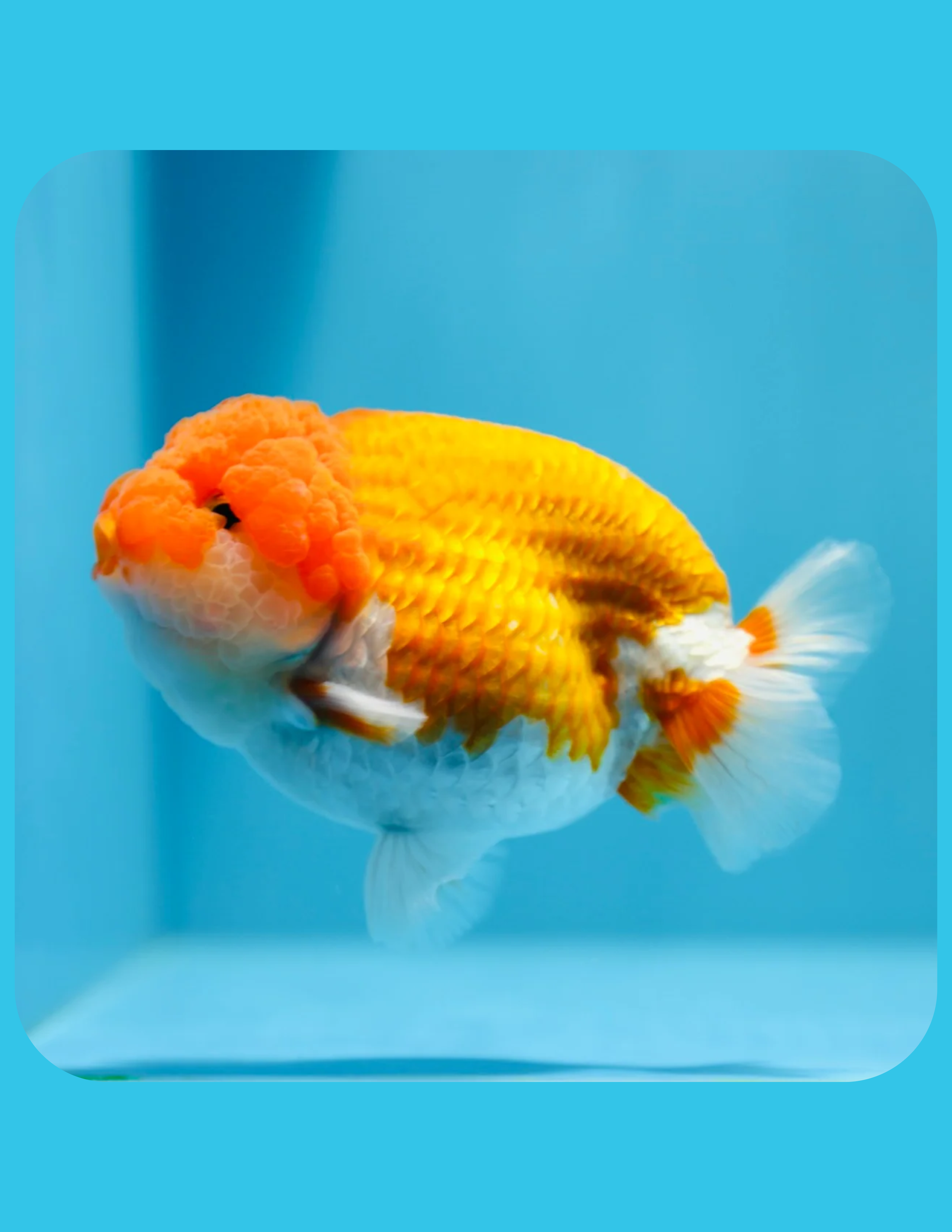 Ranchu
