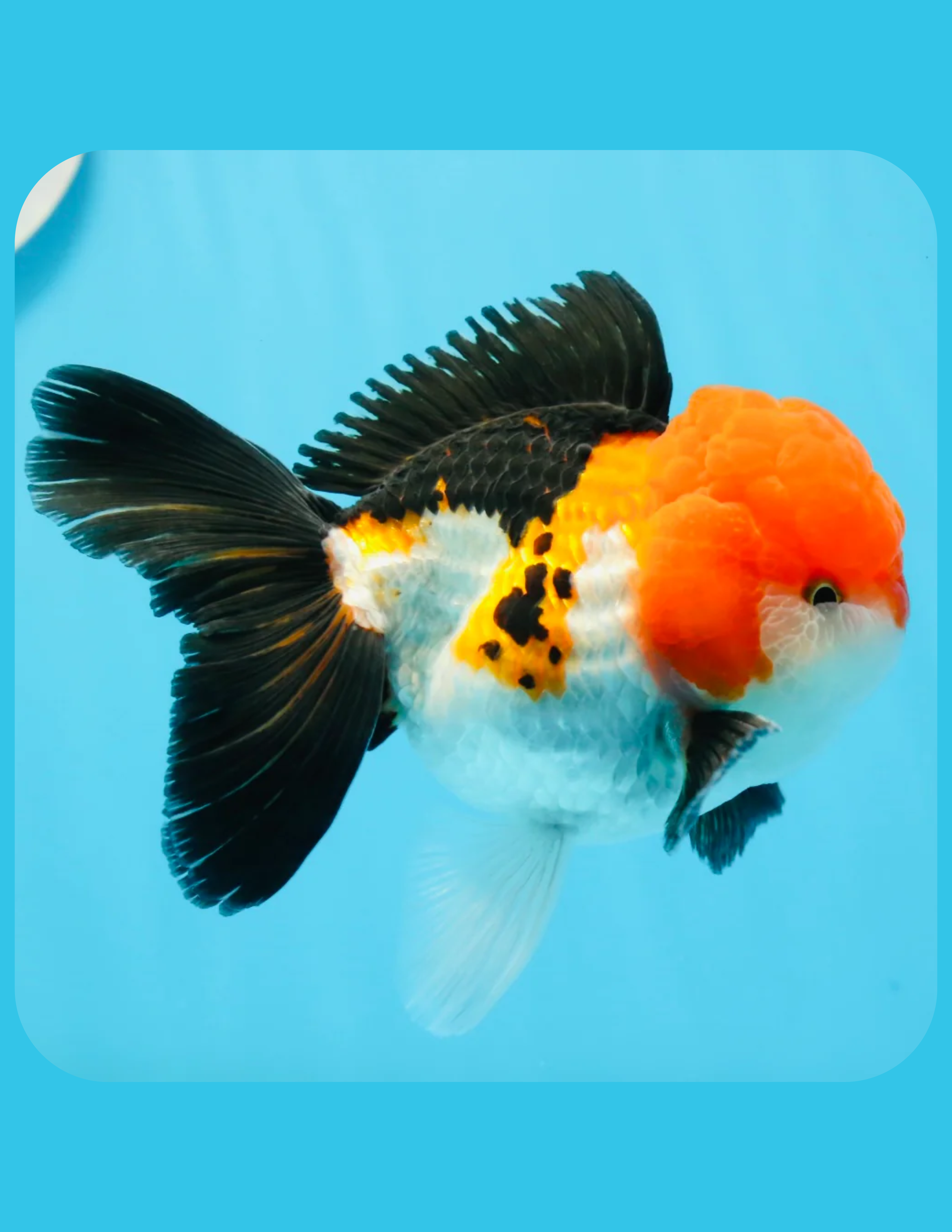 Tricolor