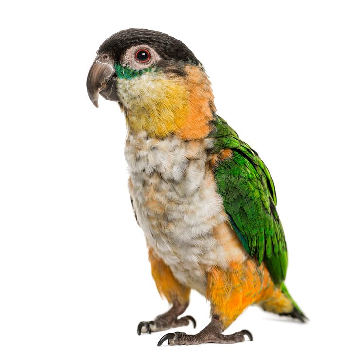 Birds