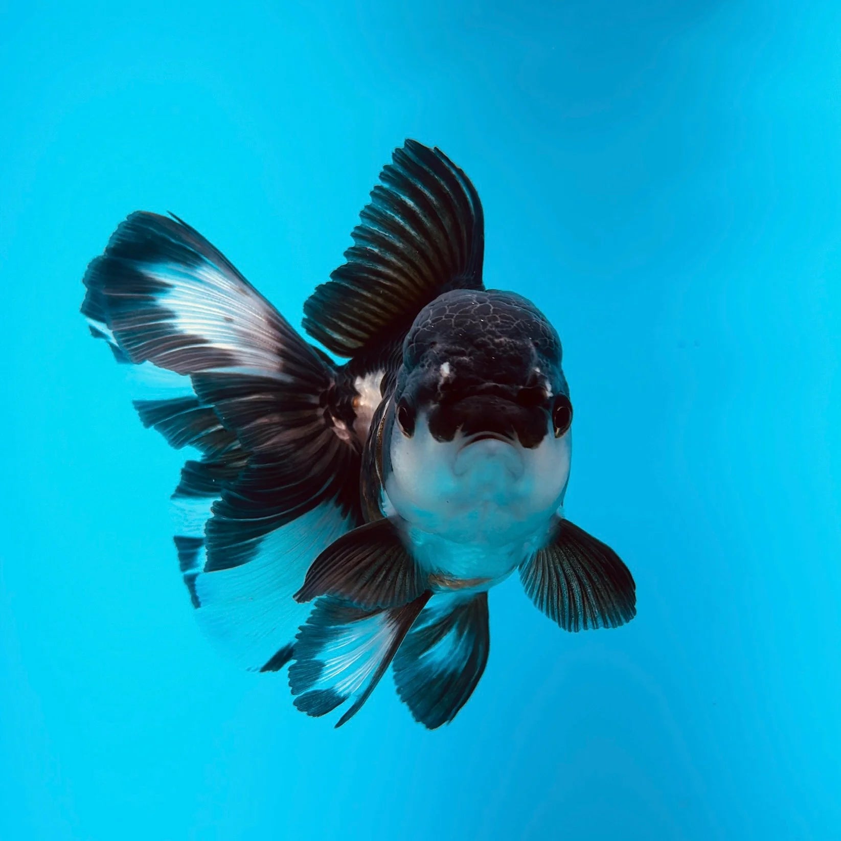 [ 1 Pair ₹2799 ] Panda Oranda Goldfish