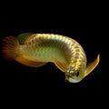 1 Piece ₹24,000 Golden high back arowana