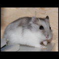 [ 1 Pair ₹3599 ] Dwarf Hamster