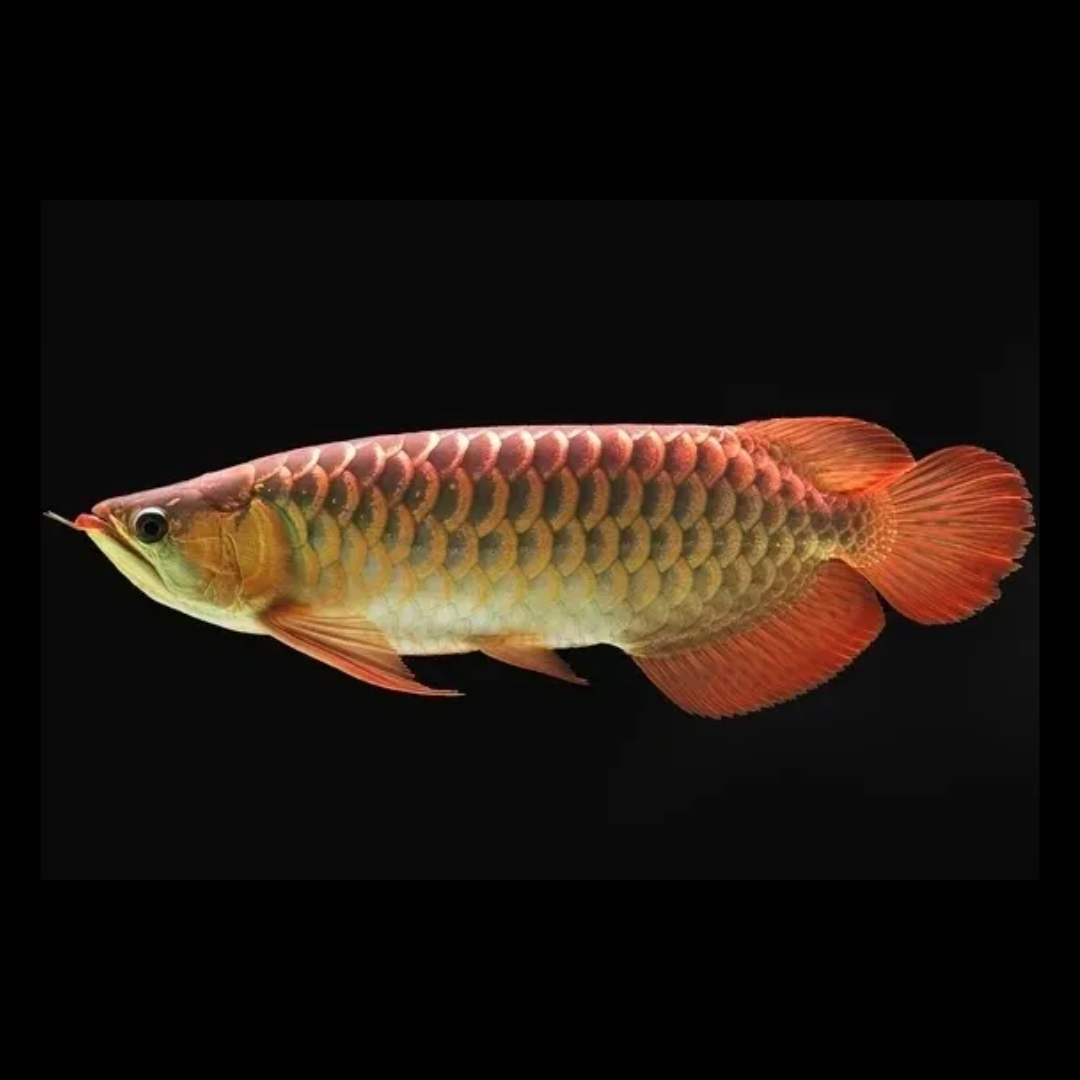 [ 1 Piece 30099 ] Asian Red Arowana Live Fish