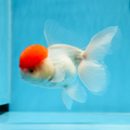 1 Pair ₹2099 Red Cap Oranda Goldfish Imported