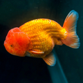 [ 1 Piece ₹2699 ] Buffalo Head Ranchu Goldfish