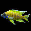 1 Pair ₹1099 Sunshine Peacock Cichlid Fish