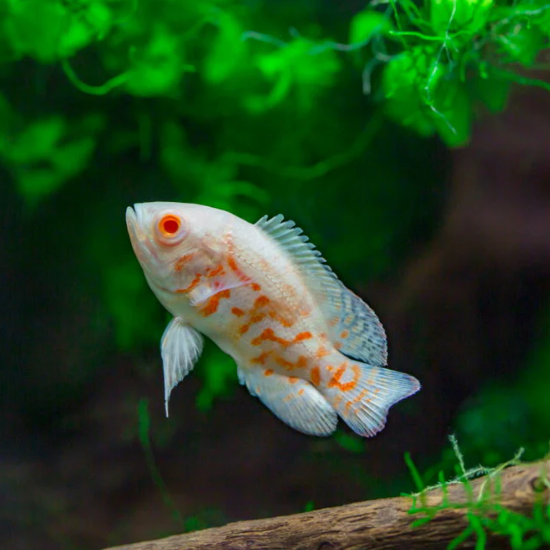 1 Pair ₹2199 Albino Oscar Fish