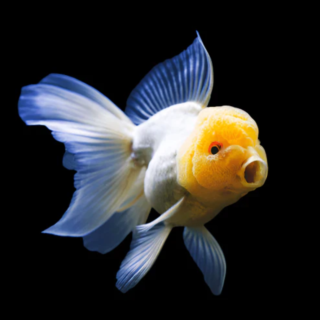 1 Pair ₹2099 Lemon Head Oranda Goldfish