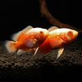 1 Pair ₹3099 Fire Red Oscar Fish