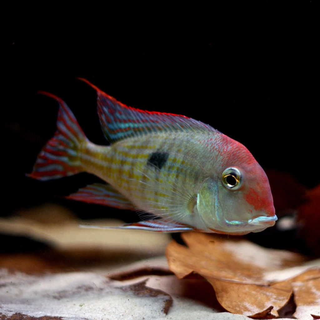 1 Pair ₹2299 Red Head Tapajos Geophagus Fish