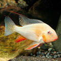 1 Pair ₹2899 Albino Heckelii Geophagus Fish