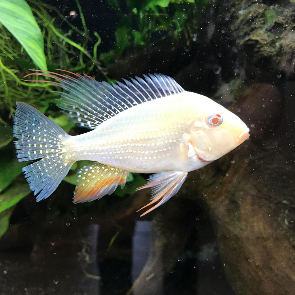 1 Pair ₹2899 Albino Heckelii Geophagus Fish