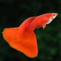 2 Pair ₹799 Red Guppy Small Fish