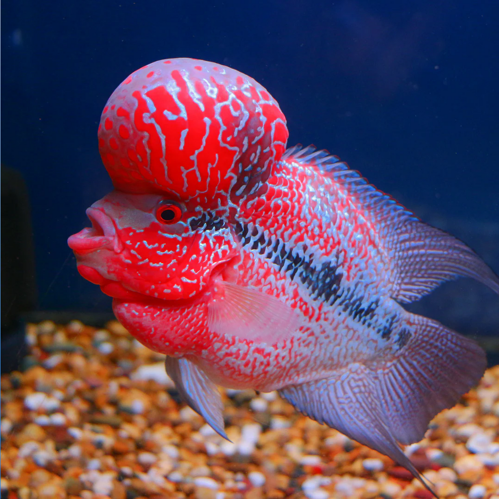 Super Red Dragon Flowerhorn Fish