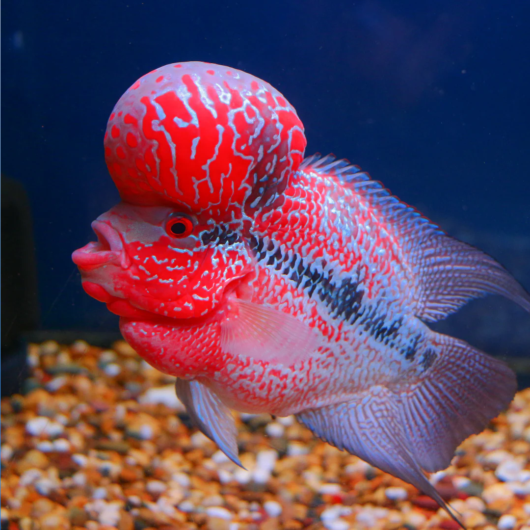 Super Red Dragon Flowerhorn Fish