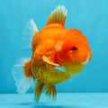 1 Pair ₹2399 Red Oranda Goldfish Imported