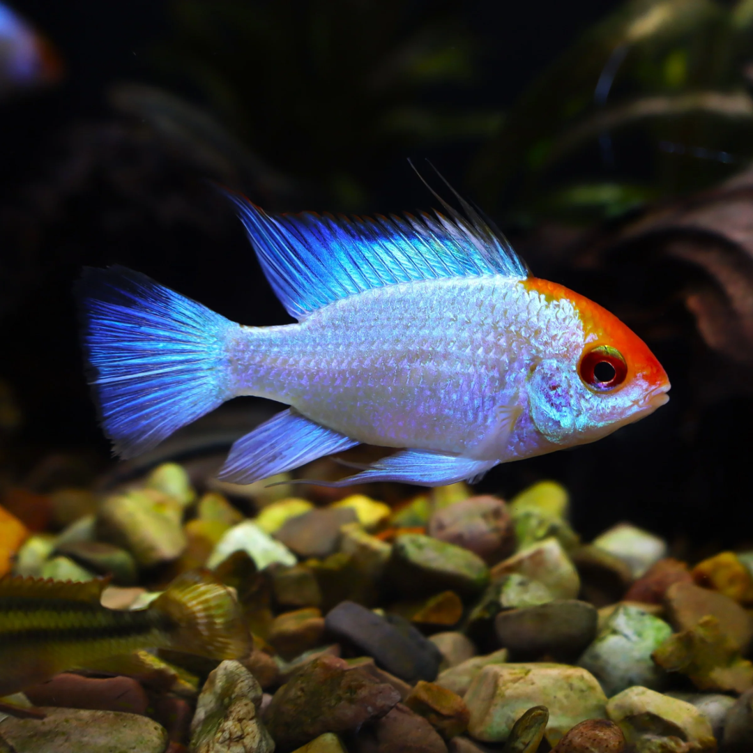 1 Pair ₹2899 Electric Blue Red Cap Ram Cichlid Fish