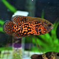 1 Pair ₹2199 Red Tiger Oscar Fish