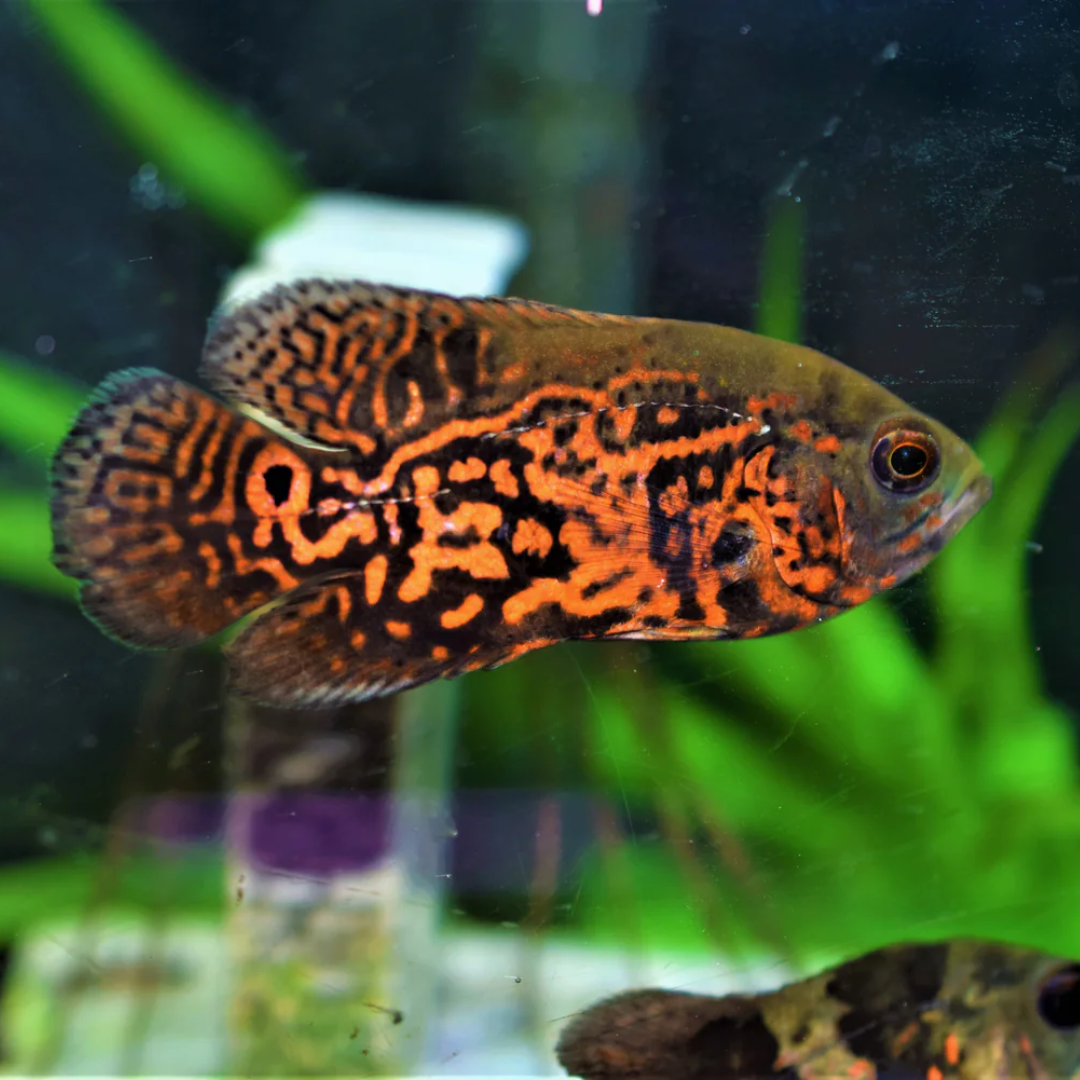 1 Pair ₹2199 Red Tiger Oscar Fish
