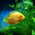 1 Pair ₹1699 Gold Severum Fish
