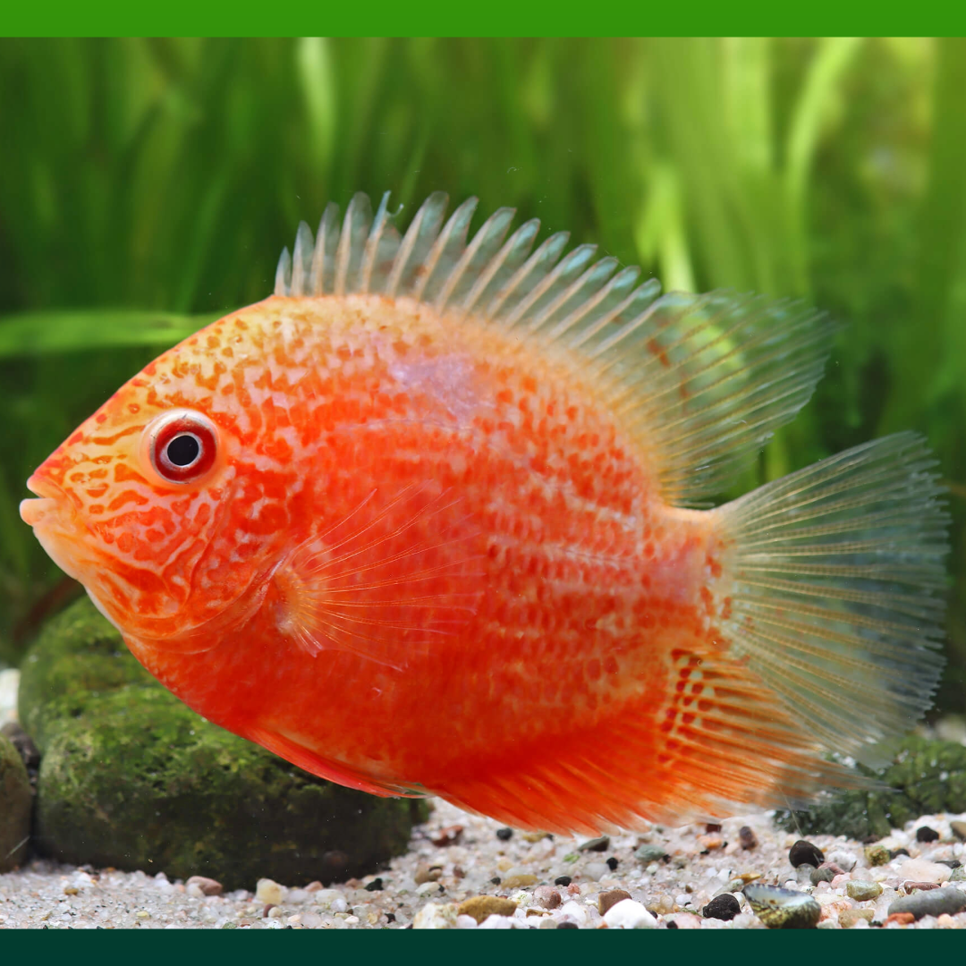 1 Pair ₹2499 Red Severum Fish
