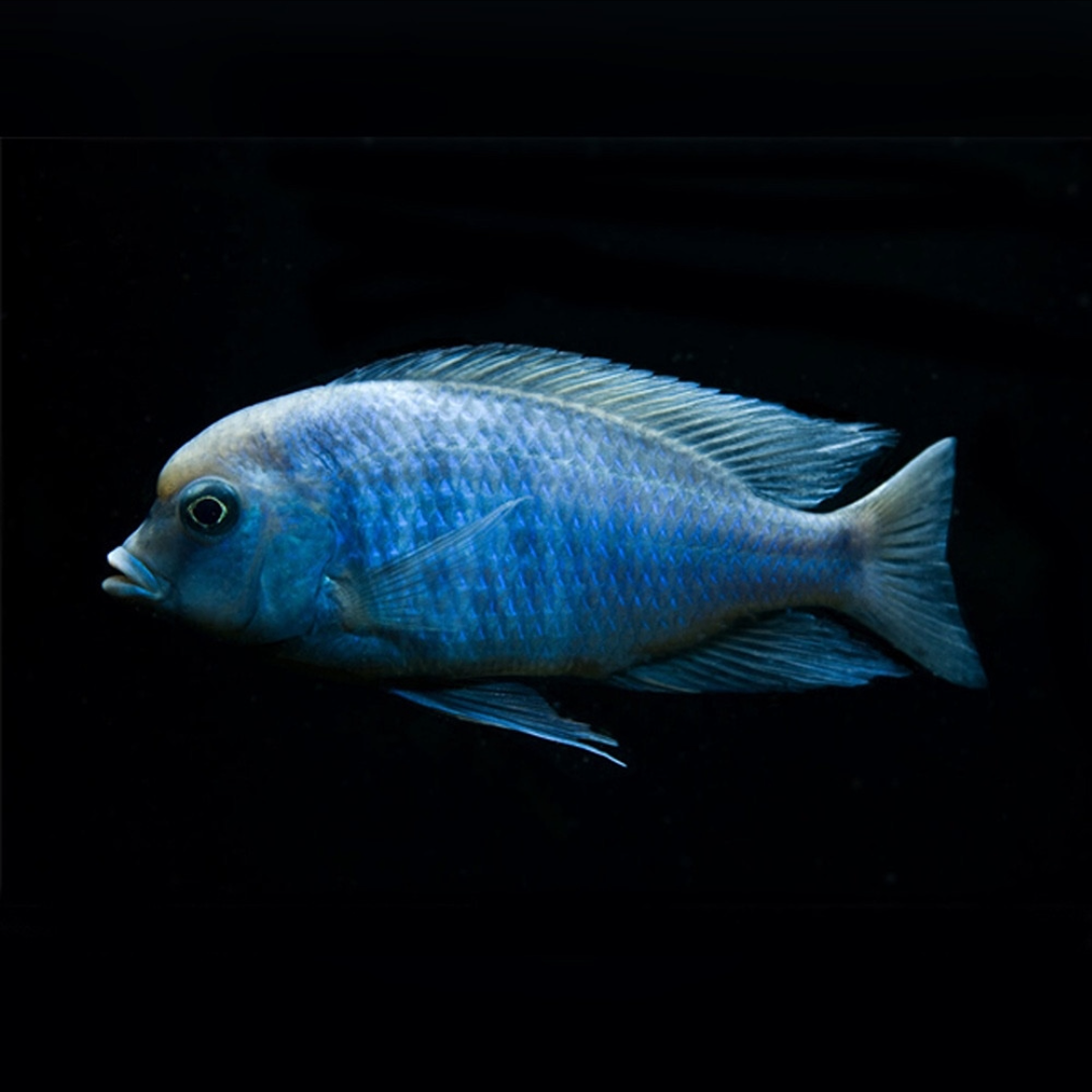 1 Pair ₹1099 Blue Dolphin Cichlid Fish