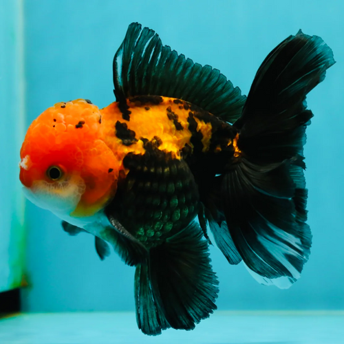Thai Apache Oranda Goldfish Online Shp