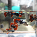 2 Pair ₹899 Red Mosaic Dumbo Guppy Fish