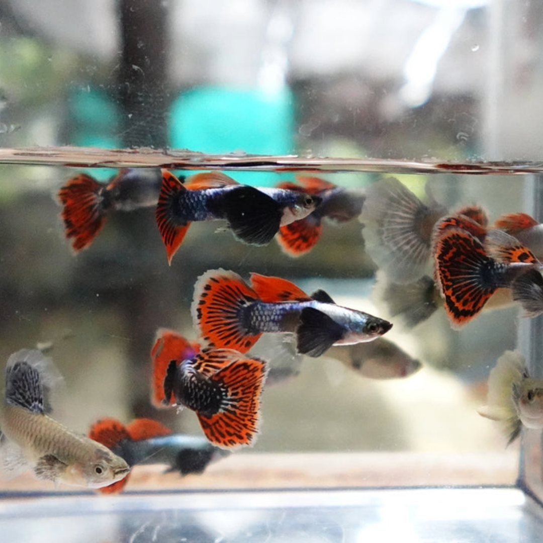 2 Pair ₹899 Red Mosaic Dumbo Guppy Fish