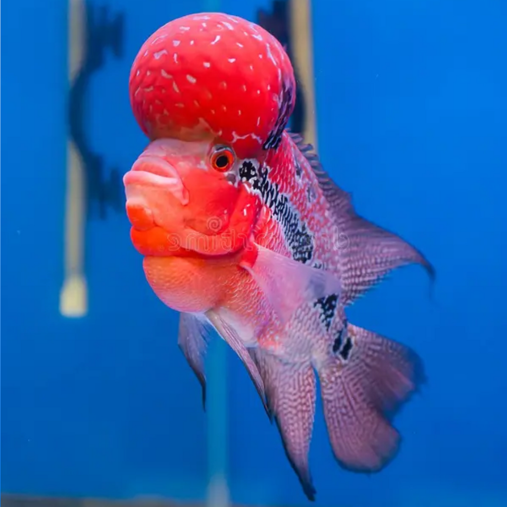 Super Red Dragon Flowerhorn Fish