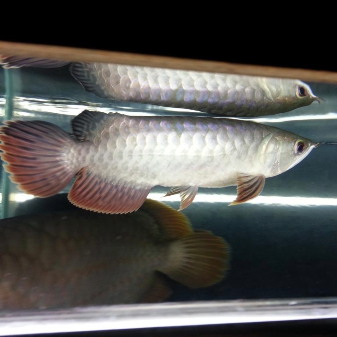[ 1 Piece ₹17500 ] Banjar Red Asian Arowana