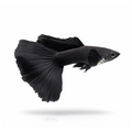 2 Pair ₹799 Black Guppy Small Fish