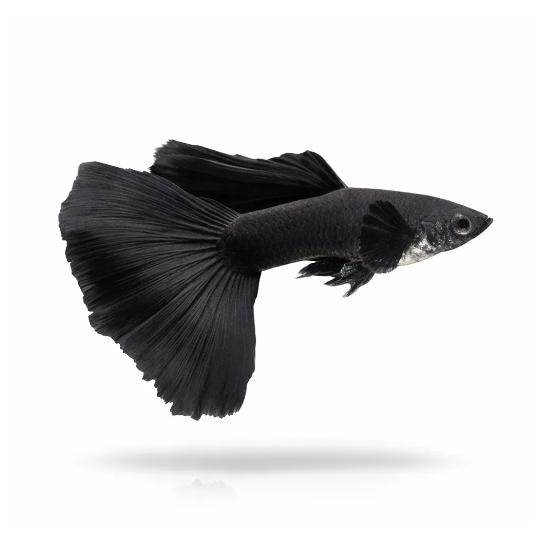 2 Pair ₹799 Black Guppy Small Fish