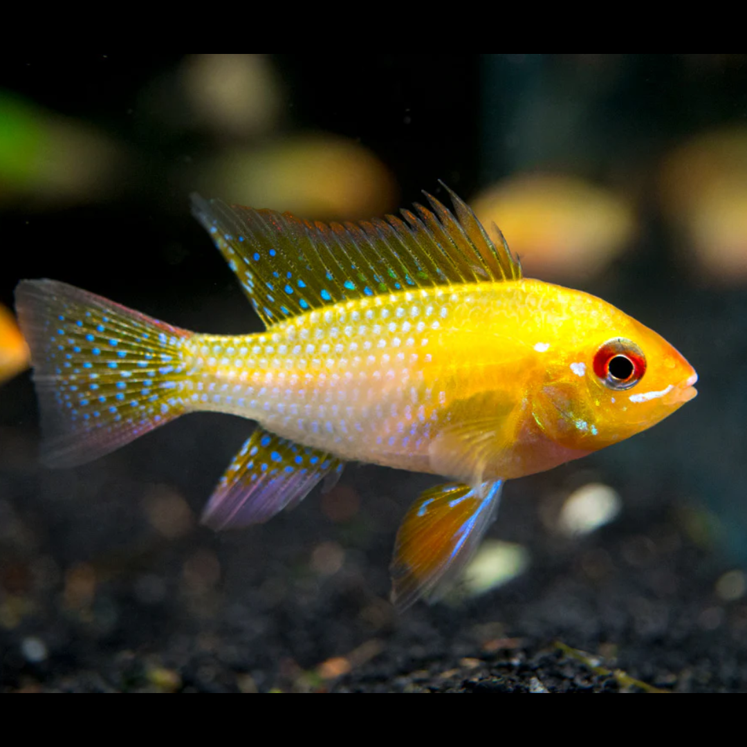 1 Pair ₹2099 Golden Ram Cichlid Fish