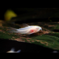 2 Pair ₹799 Albino Corydoras Catfish